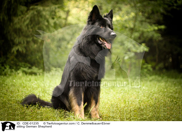 sitzender Deutscher Schferhund / sitting German Shepherd / CDE-01235