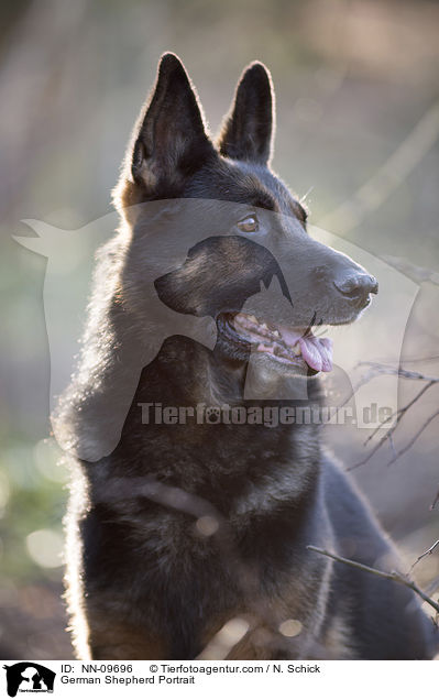 Deutscher Schferhund Portrait / German Shepherd Portrait / NN-09696