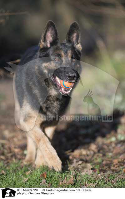 spielender Deutscher Schferhund / playing German Shepherd / NN-09729