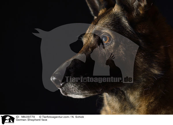 Deutscher Schferhund Gesicht / German Shepherd face / NN-09779