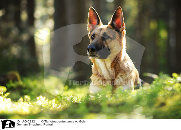 Deutscher Schferhund Portrait / German Shepherd Portrait / AG-02321