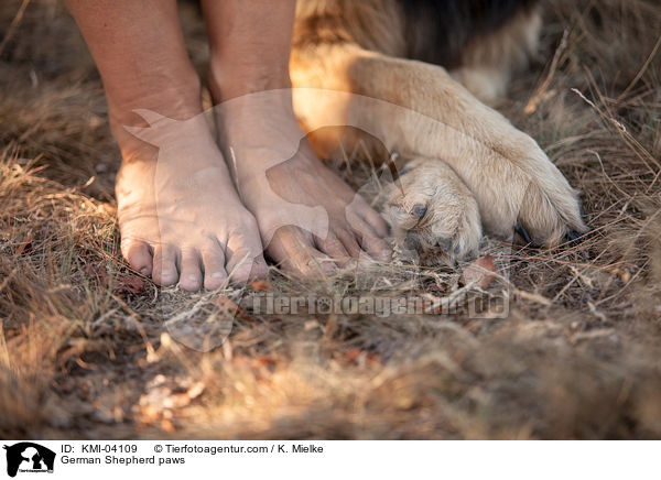 German Shepherd paws / KMI-04109