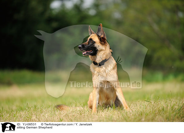 sitzender Deutscher Schferhund / sitting German Shepherd / YJ-08531