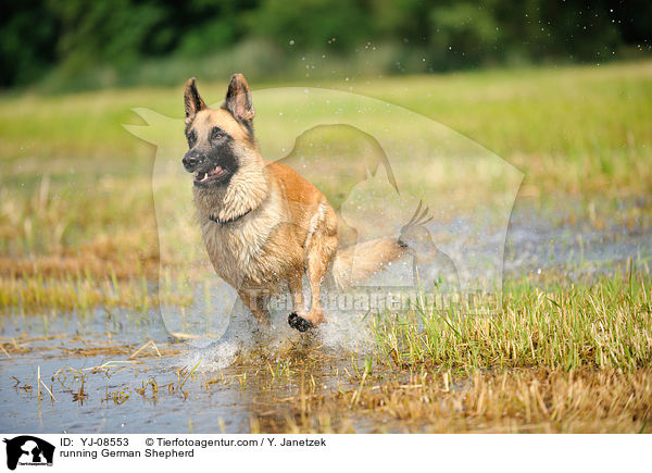 rennender Deutscher Schferhund / running German Shepherd / YJ-08553