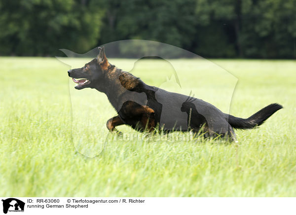 running German Shepherd / RR-63060