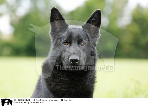 German Shepherd Portrait / RR-63070