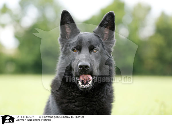 German Shepherd Portrait / RR-63071