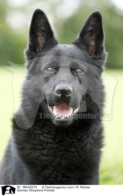 German Shepherd Portrait / RR-63074