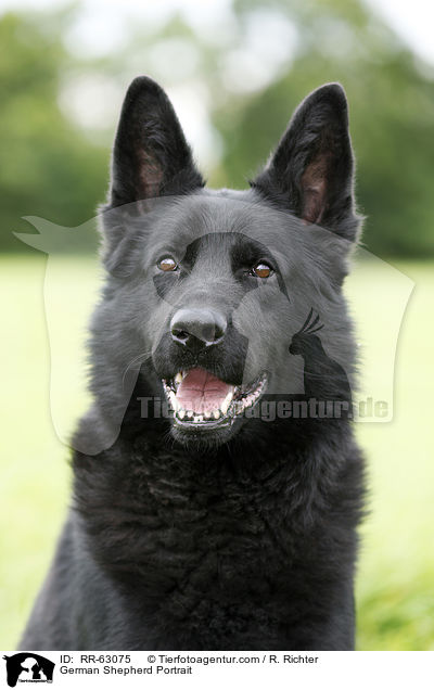 German Shepherd Portrait / RR-63075