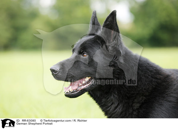 German Shepherd Portrait / RR-63080