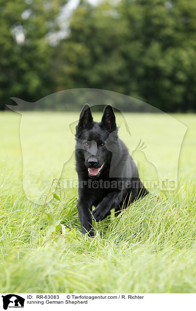 running German Shepherd / RR-63083
