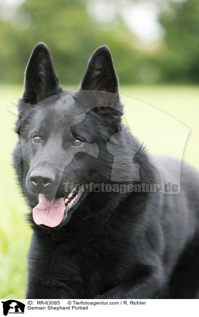 German Shepherd Portrait / RR-63085