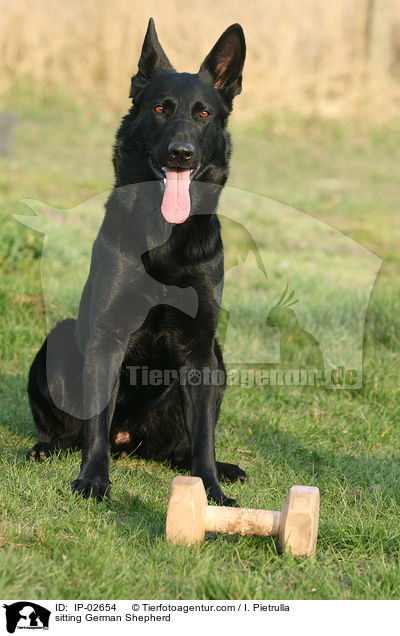 sitzender Deutscher Schferhund / sitting German Shepherd / IP-02654