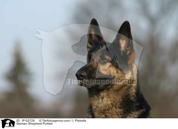Deutscher Schferhund Portrait / German Shepherd Portrait / IP-02729