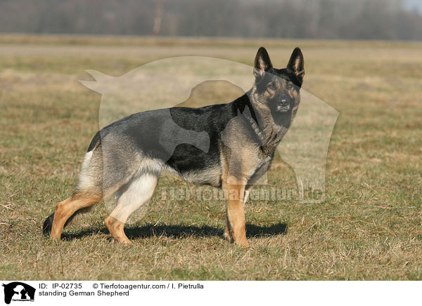 standing German Shepherd / IP-02735