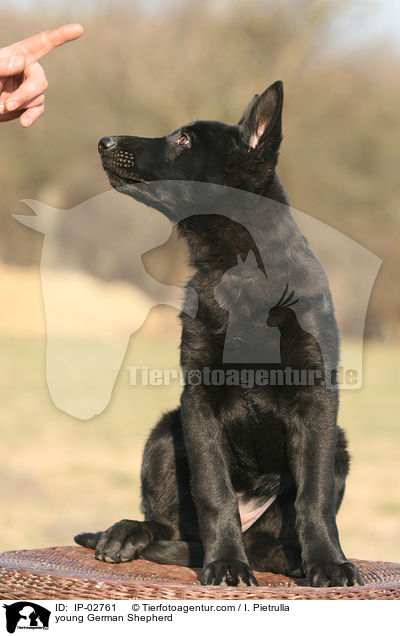 junger Deutscher Schferhund / young German Shepherd / IP-02761