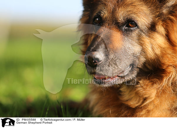 German Shepherd Portrait / PM-05588