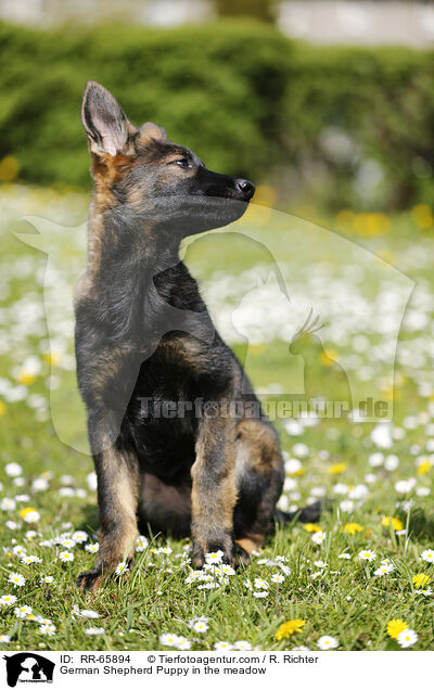 German Shepherd Puppy in the meadow / RR-65894