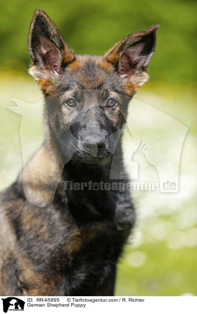 German Shepherd Puppy / RR-65895