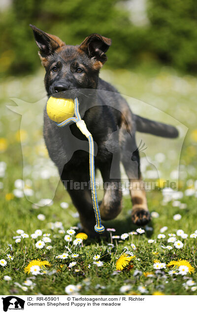 German Shepherd Puppy in the meadow / RR-65901