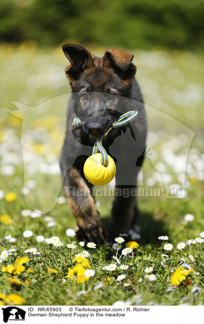 German Shepherd Puppy in the meadow / RR-65903