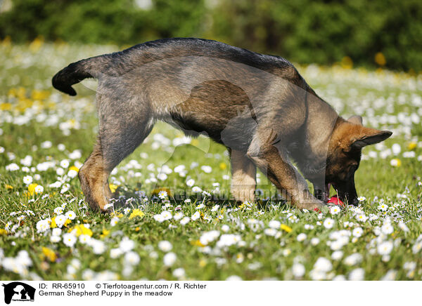 German Shepherd Puppy in the meadow / RR-65910