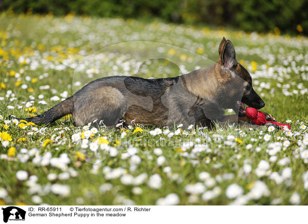 German Shepherd Puppy in the meadow / RR-65911
