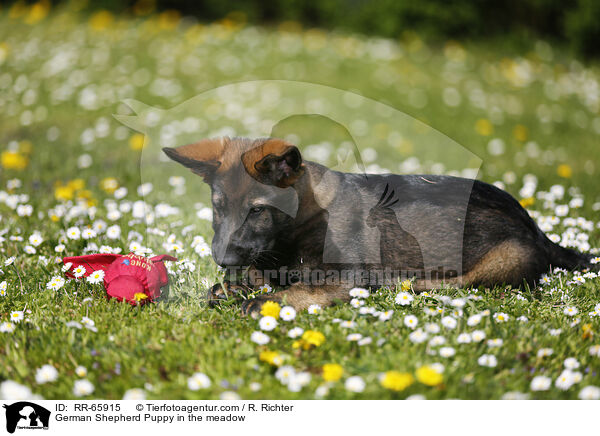 Deutscher Schferhund Welpe auf einer Blumenwiese / German Shepherd Puppy in the meadow / RR-65915