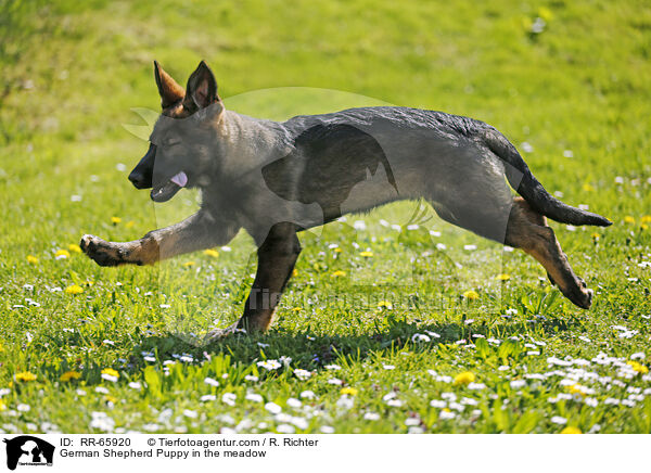 German Shepherd Puppy in the meadow / RR-65920