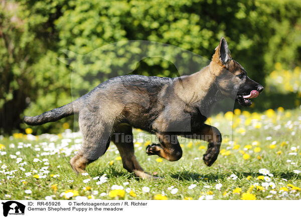 German Shepherd Puppy in the meadow / RR-65926