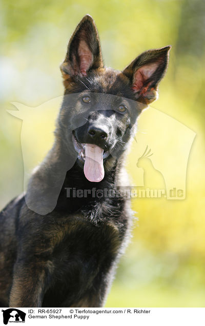 German Shepherd Puppy / RR-65927