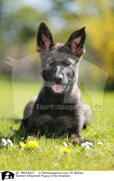 German Shepherd Puppy in the meadow / RR-65931