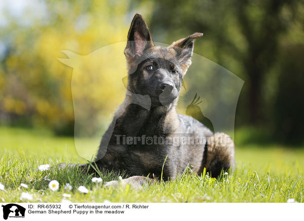 Deutscher Schferhund Welpe auf der Wiese / German Shepherd Puppy in the meadow / RR-65932