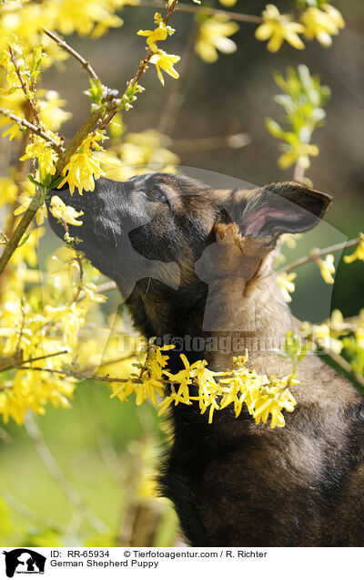 Deutscher Schferhund Welpe / German Shepherd Puppy / RR-65934