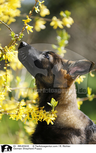 Deutscher Schferhund Welpe / German Shepherd Puppy / RR-65935