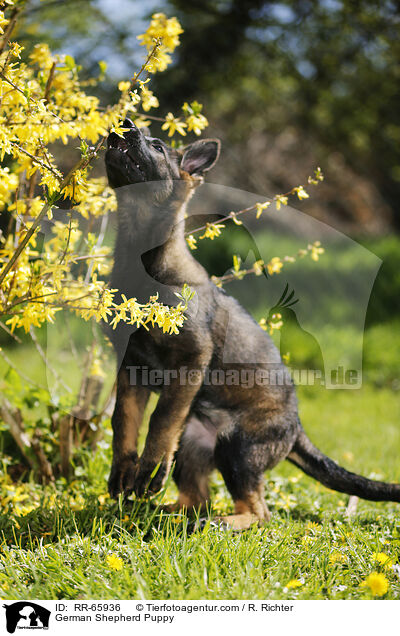 Deutscher Schferhund Welpe / German Shepherd Puppy / RR-65936
