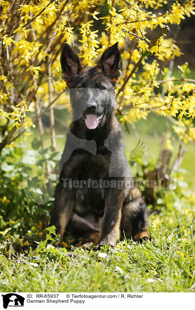 Deutscher Schferhund Welpe / German Shepherd Puppy / RR-65937