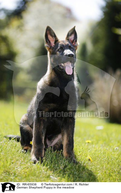 German Shepherd Puppy in the meadow / RR-65938