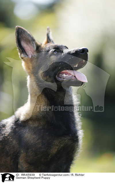 German Shepherd Puppy / RR-65939