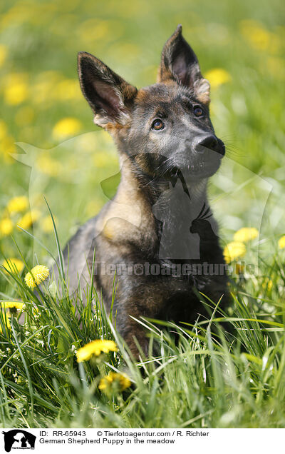 German Shepherd Puppy in the meadow / RR-65943