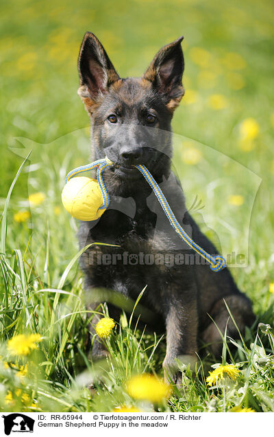 German Shepherd Puppy in the meadow / RR-65944