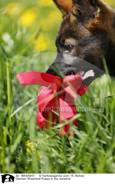 Deutscher Schferhund Welpe auf der Wiese / German Shepherd Puppy in the meadow / RR-65947