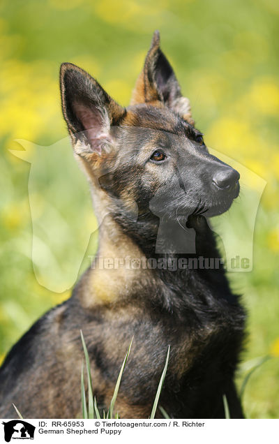 German Shepherd Puppy / RR-65953