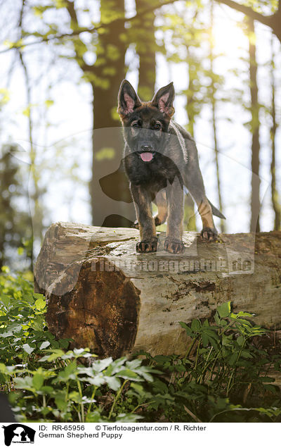 German Shepherd Puppy / RR-65956