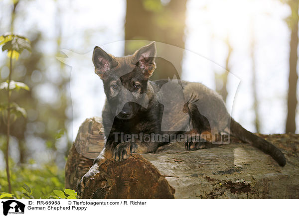 German Shepherd Puppy / RR-65958