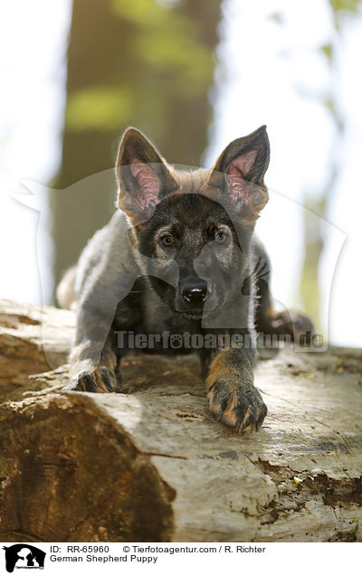 German Shepherd Puppy / RR-65960