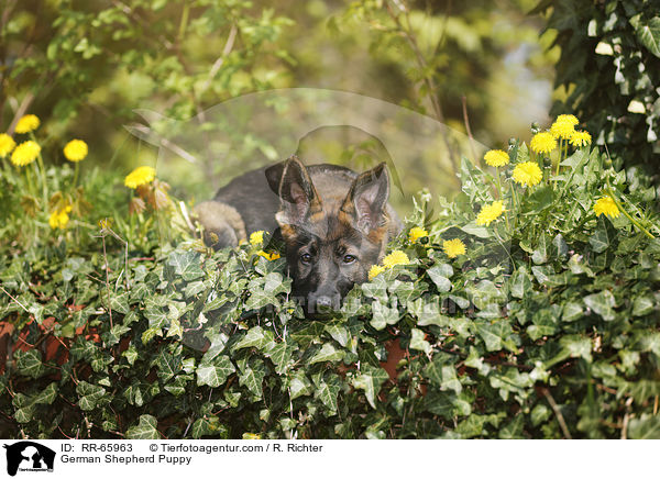 German Shepherd Puppy / RR-65963