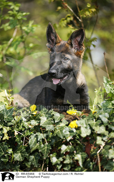 German Shepherd Puppy / RR-65968