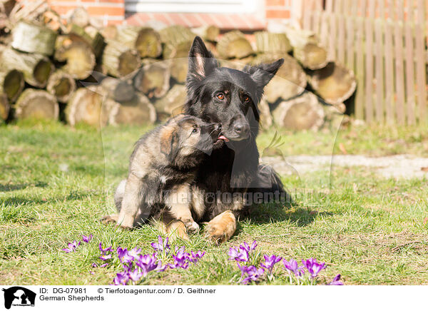 Deutscher Schferhunde / German Shepherds / DG-07981