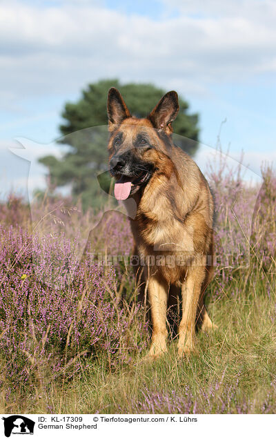 Deutscher Schferhund / German Shepherd / KL-17309